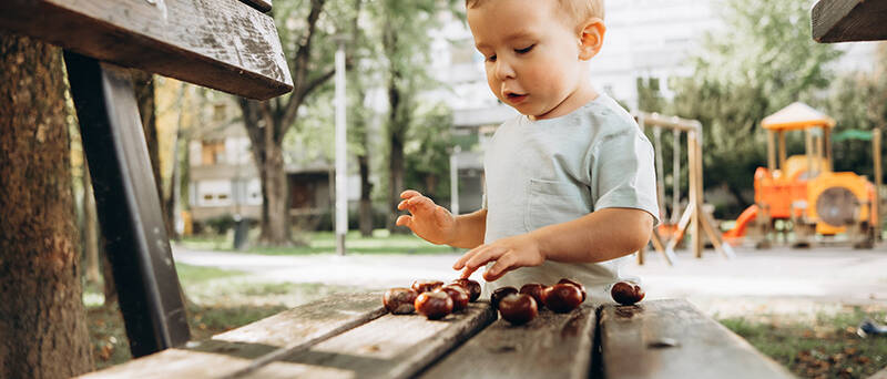 child plays on a wooden bench with chestnuts